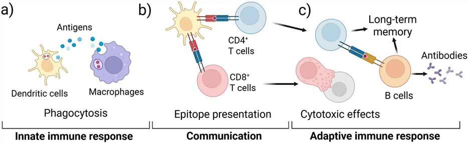 Fig.1 A schematic of core immune responses modeled by IVI assays. (OA Literature)