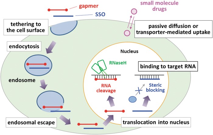 Fig.1 A schematic of ASO cellular uptake and intracellular trafficking. (OA Literature)