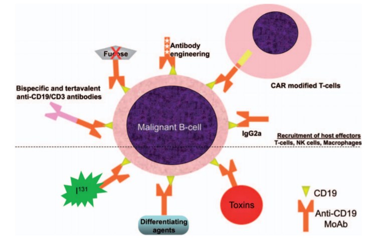 Therapeutic targeting of CD19.