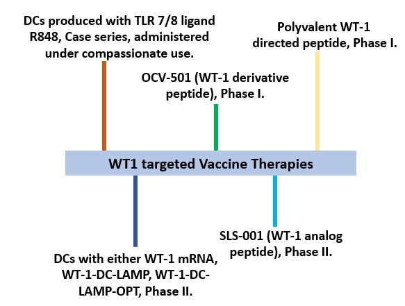 WT1 peptide-based vaccine immunotherapy.
