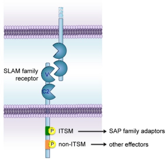 Primary structure and features of a model SLAM family receptor.