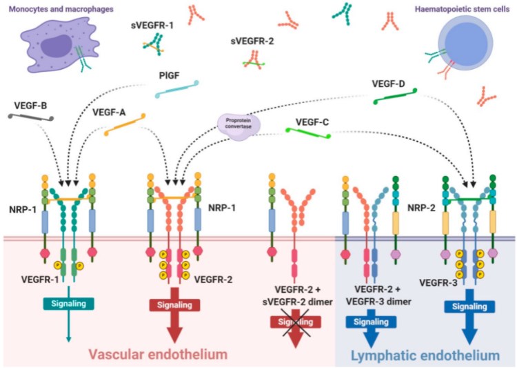 Scheme of VEGF and VEGF receptors.