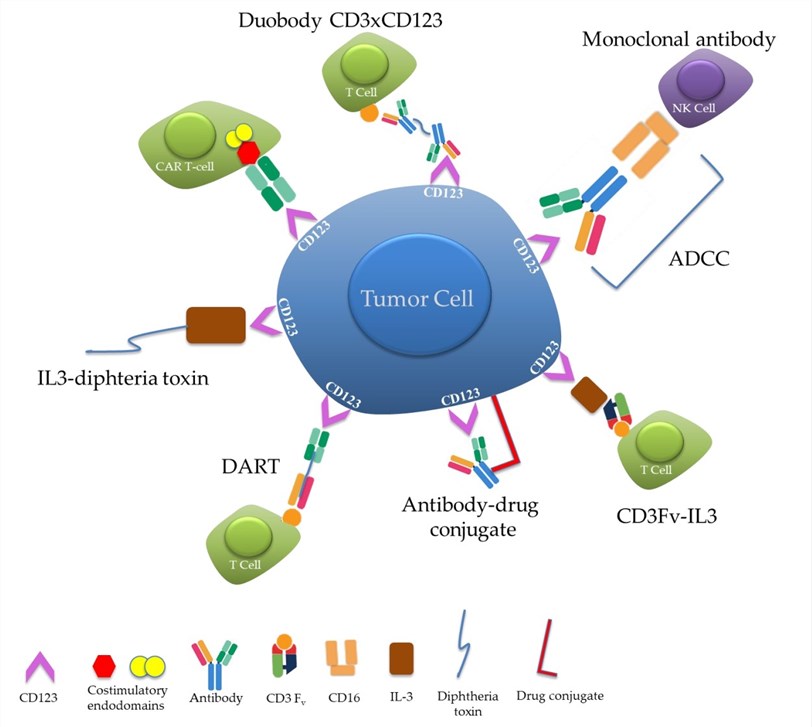 Schematic diagram of various CD123-targeted therapeutic constructs. 