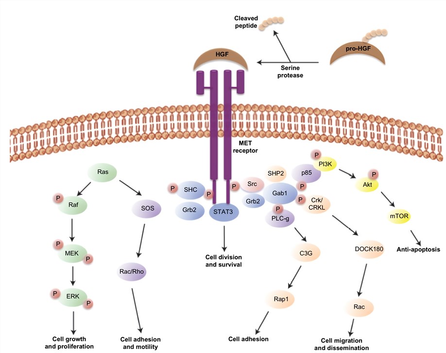 HGF-MET signaling pathway.