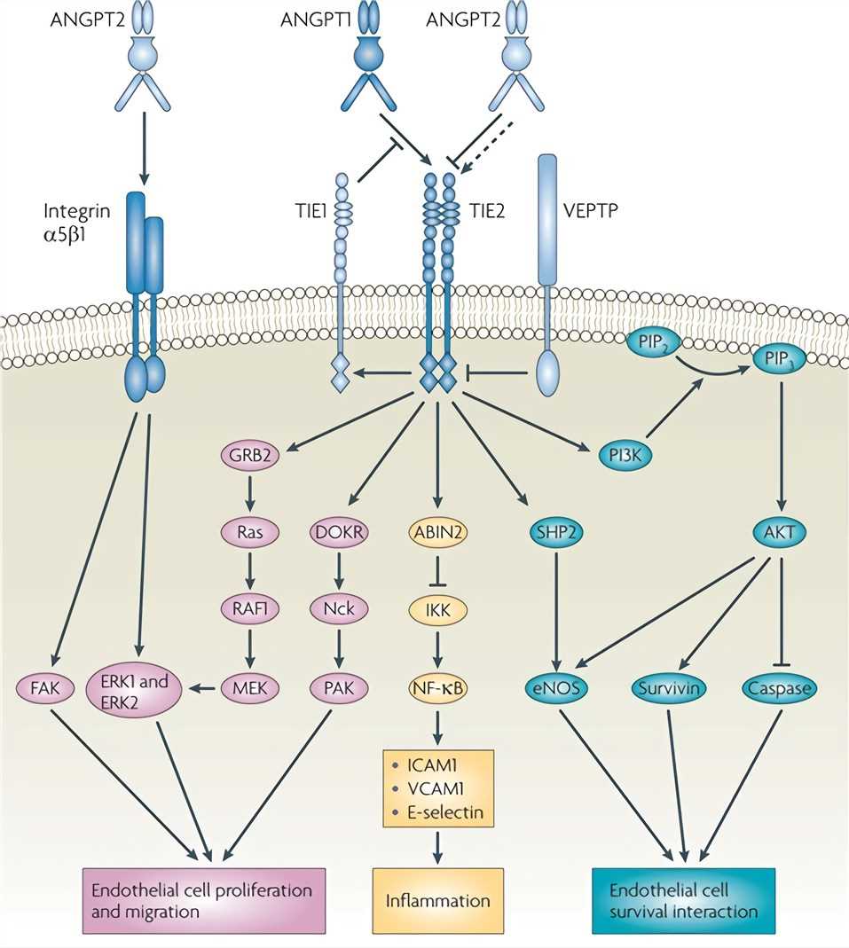 The ANGPT2-TIE signaling pathways.