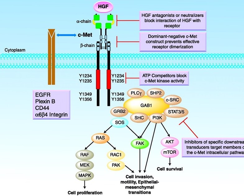 c-MET signaling pathway.