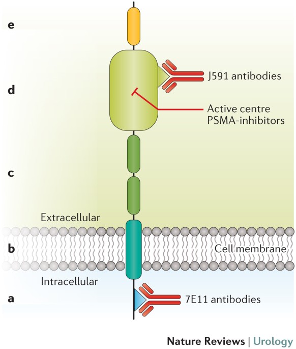 The structure of PSMA.