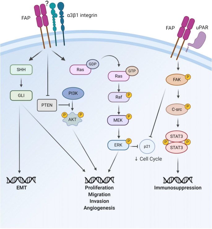 Potential signaling pathways affected by FAP. 
