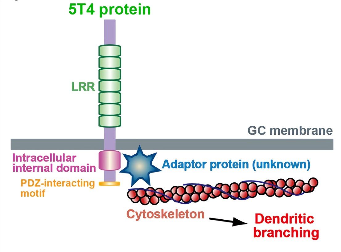 Schematic representations of 5T4 protein and 5T4 signaling pathway. (Tsuboi, 2020)