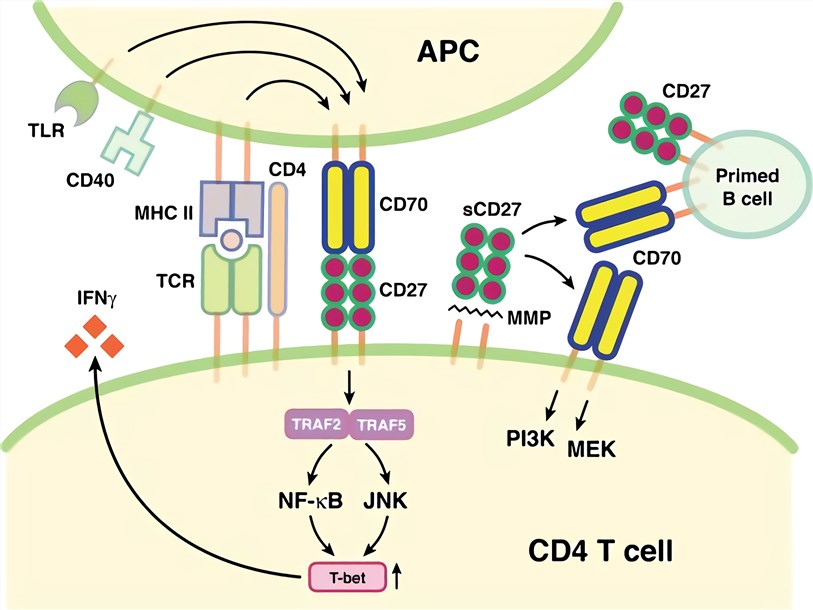 CD27-CD70 pathway in immune regulation. 