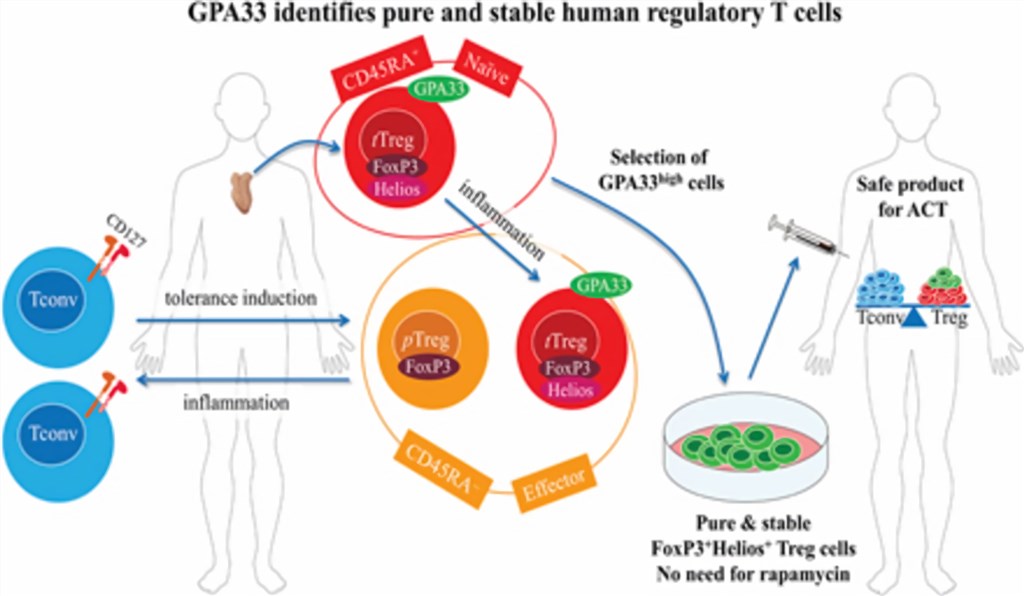 GPA33 and human regulatory T cells.