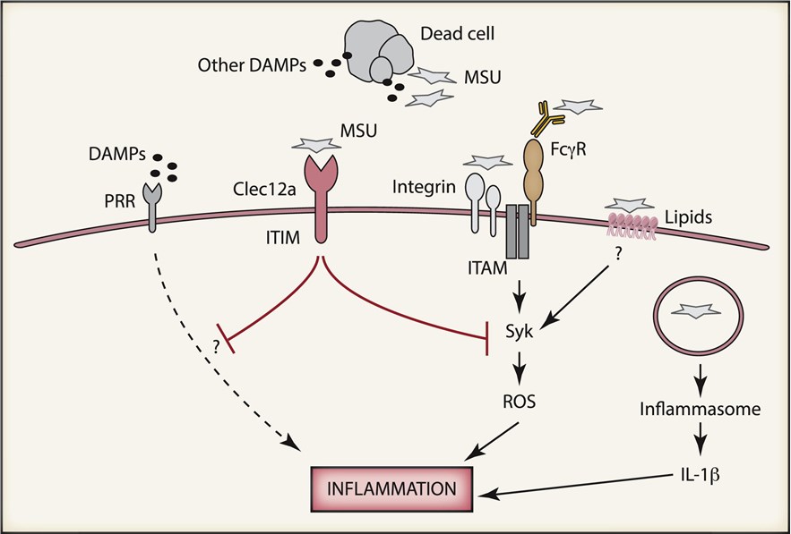 Representation of the negative regulation of immune responses against damaged self by CLEC12A. 