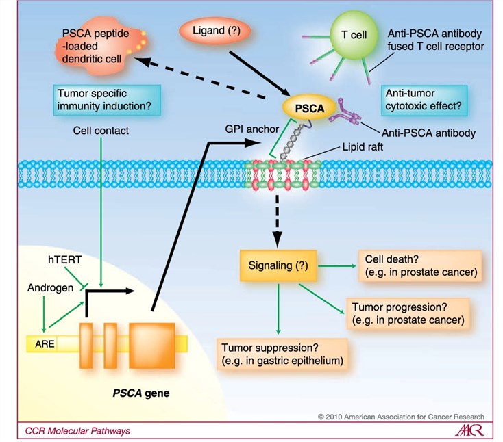 Presumptive PSCA signaling pathway and PSCA-targeted immunotherapy. 