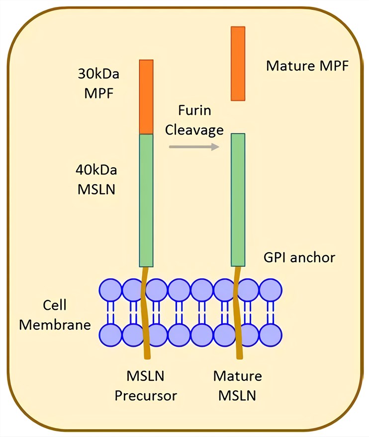 Structure of MSLN. 