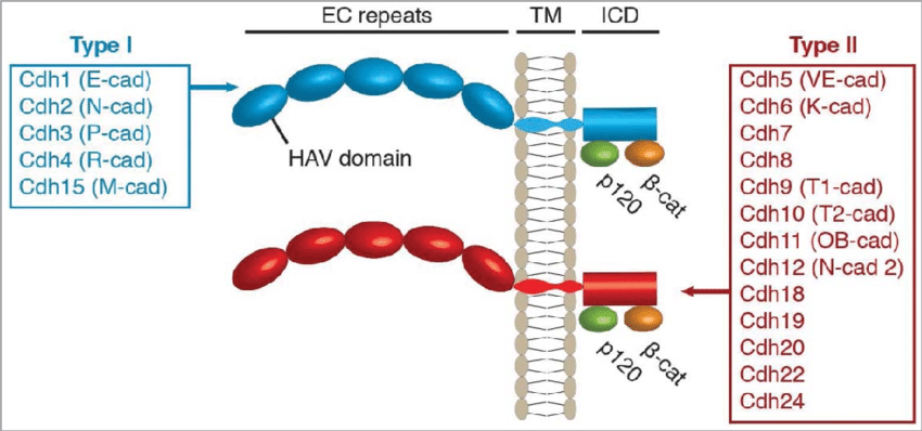 Structure of the classic cadherin protein family in humans.