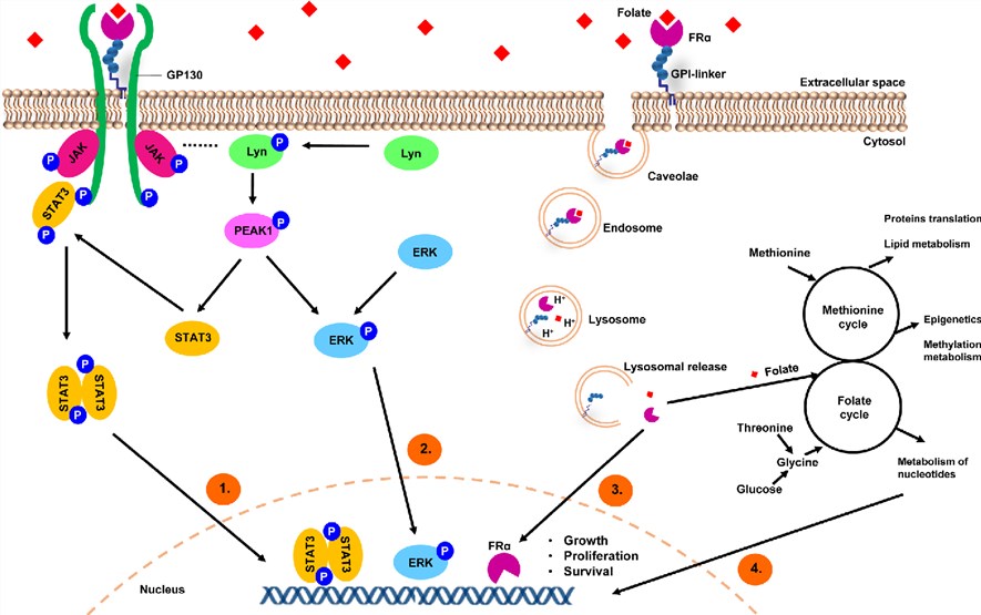 A model depicting FolRα-mediated internalization of folates and regulation of cancer signaling.
