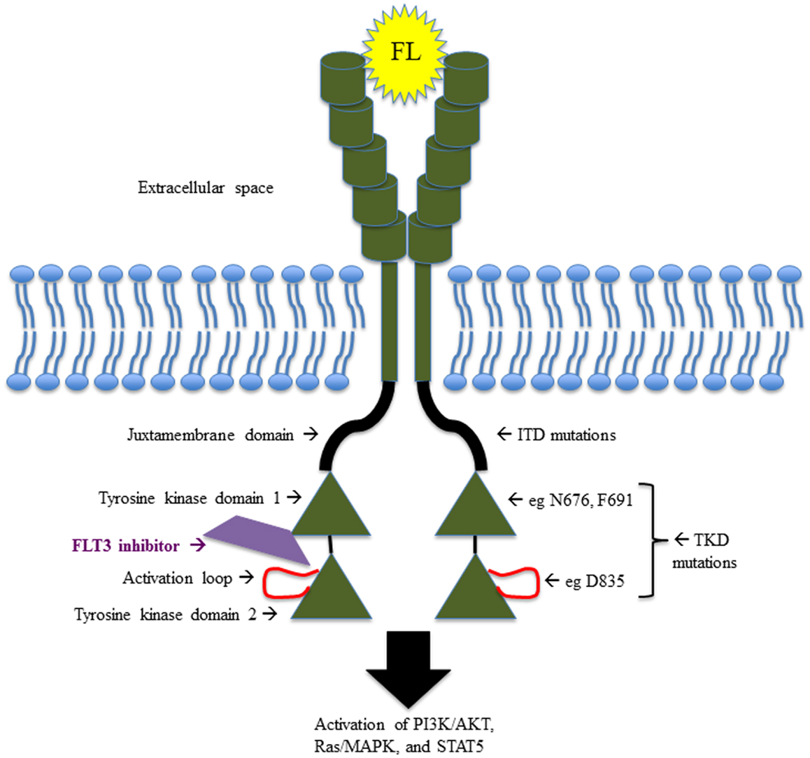 The structure of FLT3.