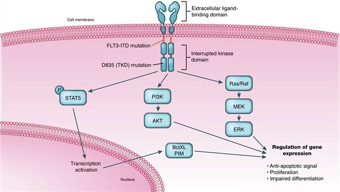 FLT3 mutations and signal pathways.