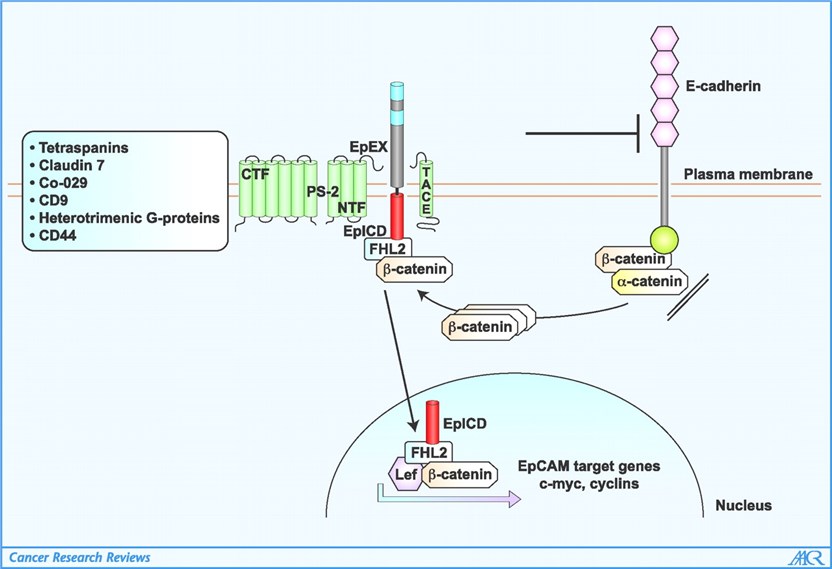 Signaling pathways of EpCAM.