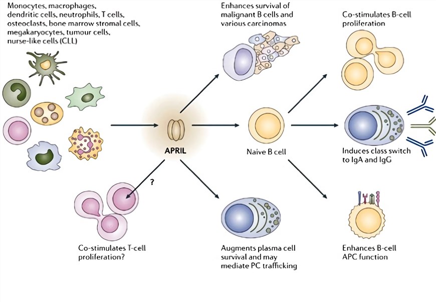 APRIL exhibits diverse biological functions on normal and malignant cells.