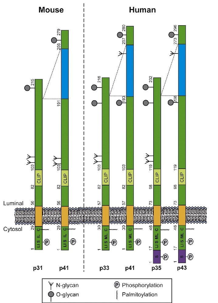 Structure of the different murine and human CD74 isoforms.