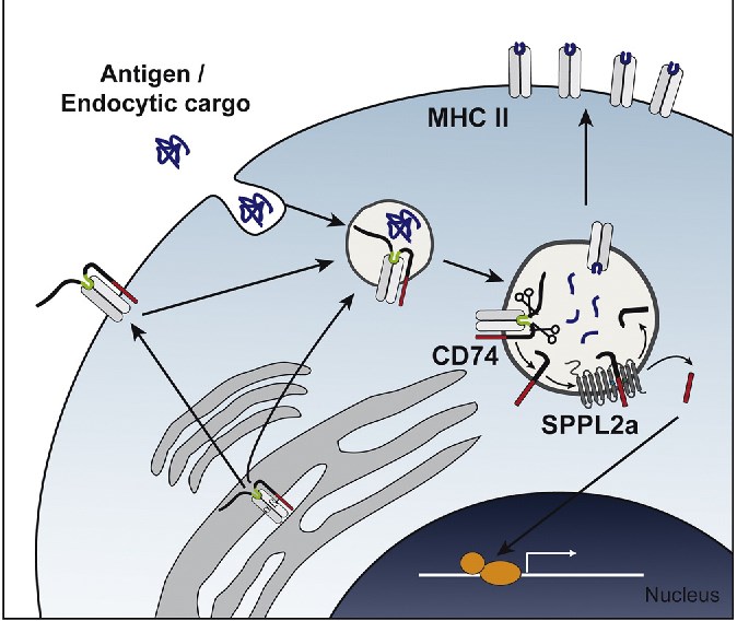 The role of CD74 in the MHCII antigen presentation pathway.