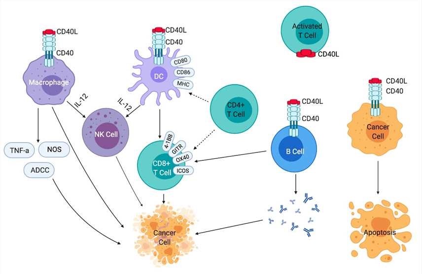 Effects of CD40-CD40L signaling on immune cells and cancer cells.