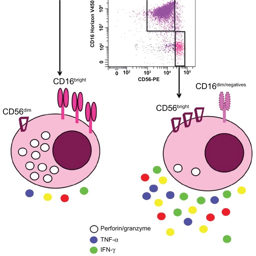 Human natural killer cell subsets based on CD56 and CD16 expressions.