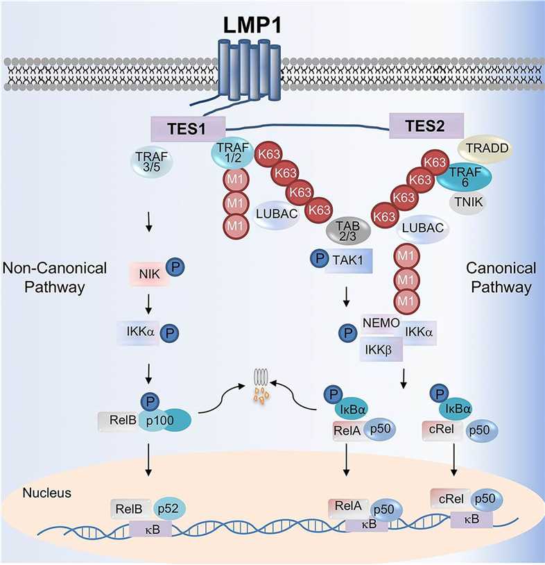  LMP1-mediated canonical and noncanonical NF-κB activation pathways.