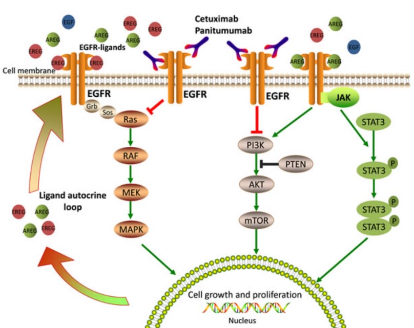 EGFR-mediated signaling pathways and related therapy. 