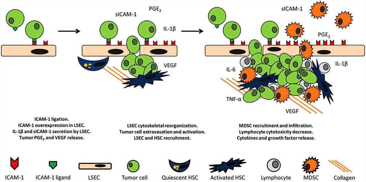 ICAM-1 mediated protumoral pathways. (Benedicto, 2017)