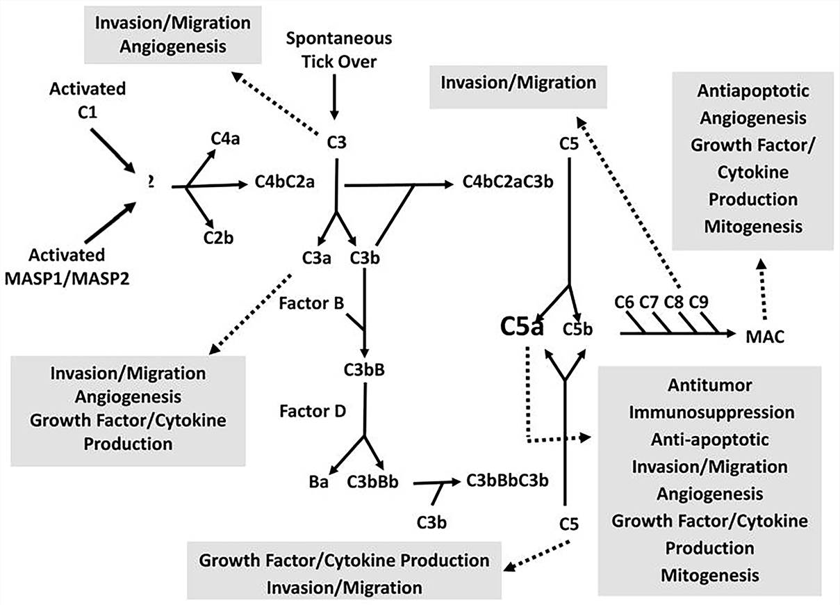 Activation of the complement cascade and its role in tumorigenesis. (Darling, 2016)