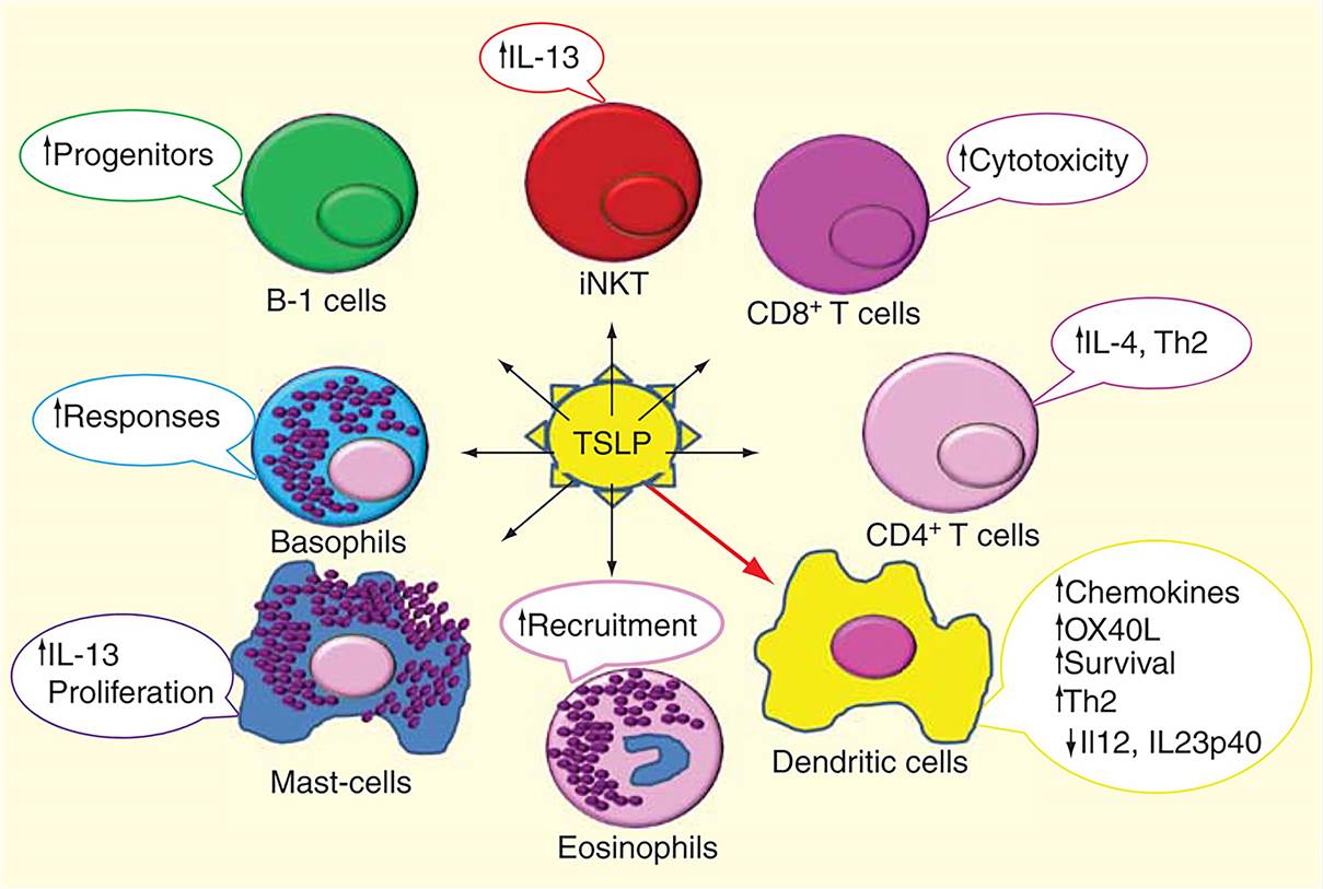 TSLP effect on different immune cell types to enhance Th2 response. (Cianferoni, 2014)
