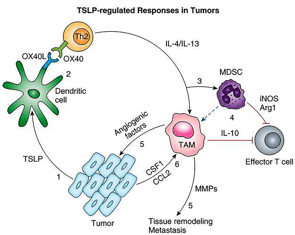 Schematic of TSLP-regulated responses in tumors. (Lo, 2014)