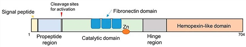 Schematic illustration of domain structures and motifs in MMP-9.