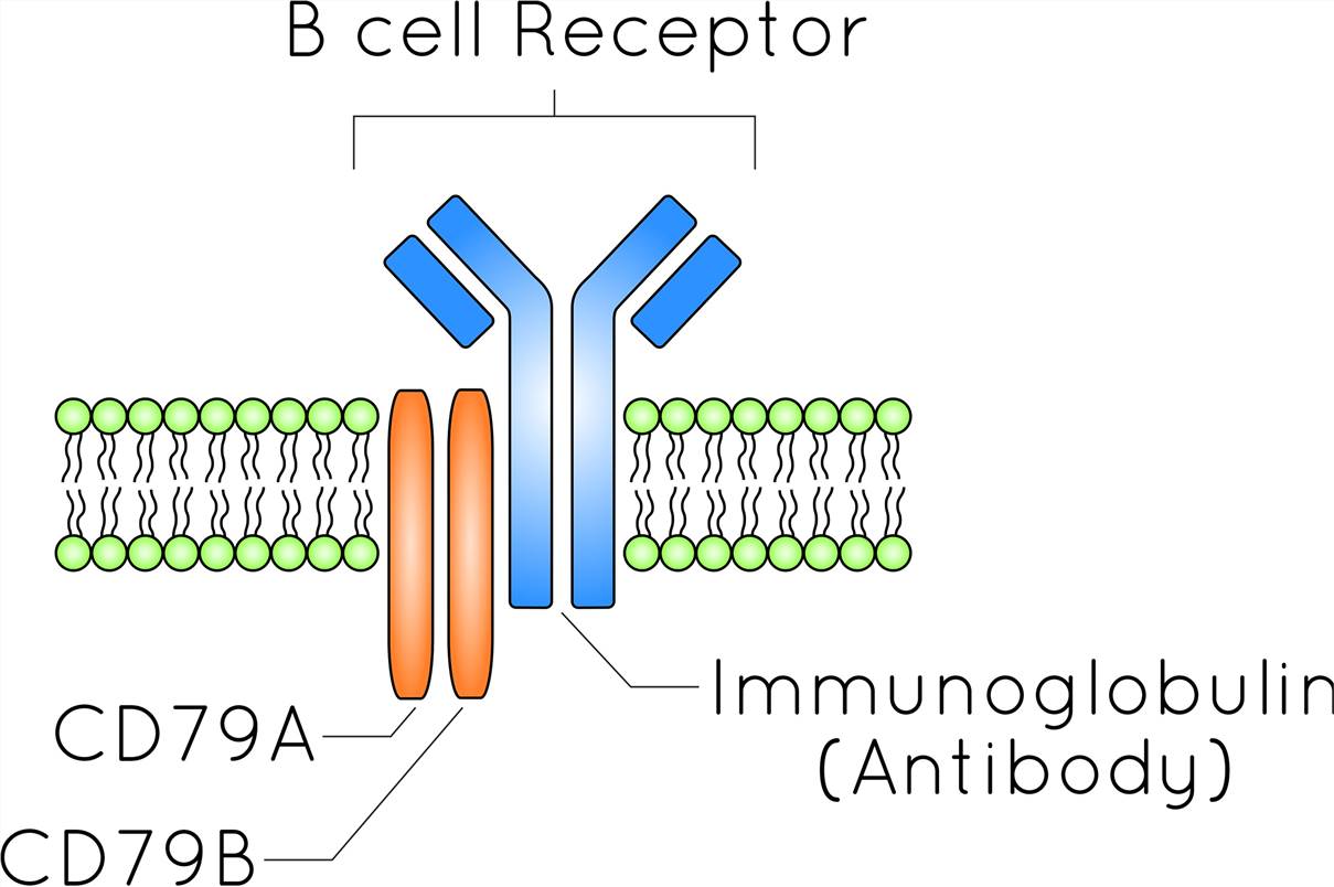 The structure of B cell receptors.