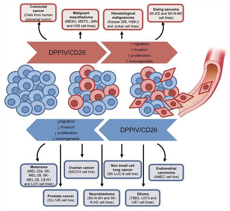 The role of CD26 in different types of cancer. (Beckenkamp, 2016)