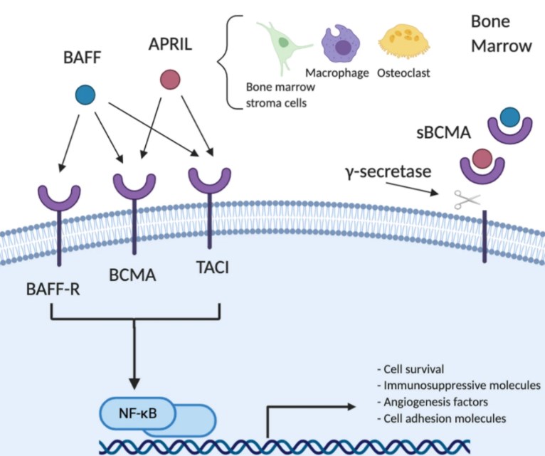 BCMA signaling pathway.