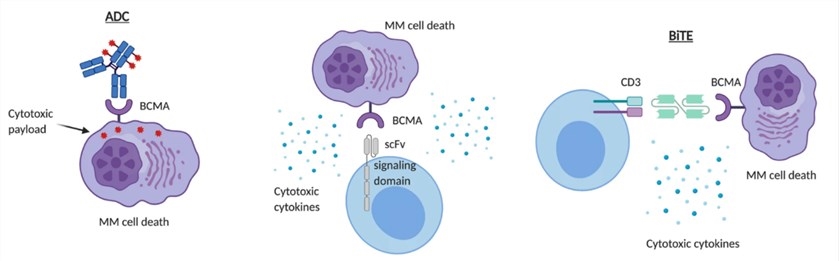 BCMA-targeted immunotherapies.