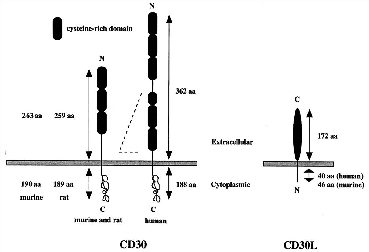 Schematic organization of CD30 and CD30L. 