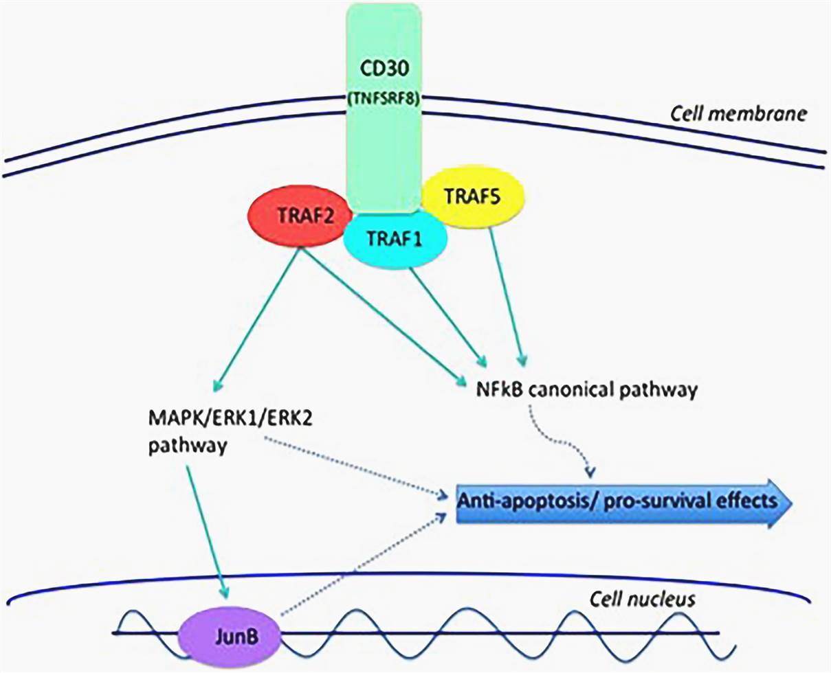 CD30 mediates its effects through a number of diverse signaling pathways.