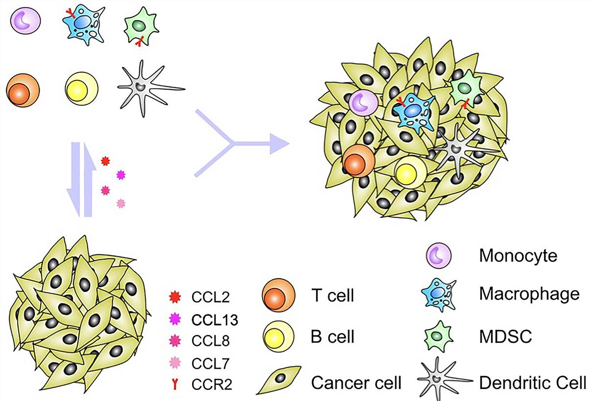 Crosstalk between tumor cells and pro-inflammatory factors in the tumor microenvironment. (O'Connor, 2015)