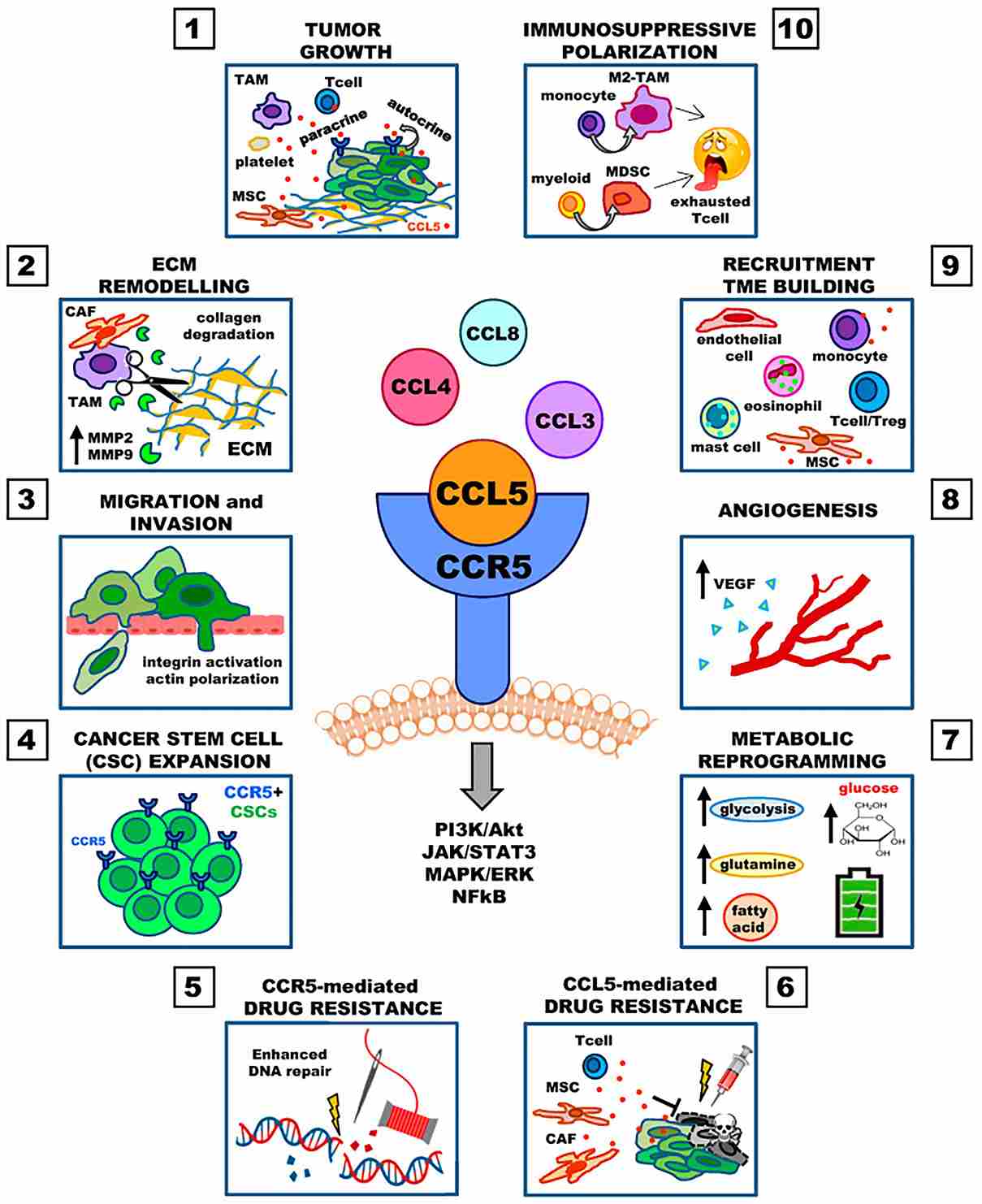 Involvement of the CCL5/CCR5 axis in cancer progression. (Aldinucci, 2020)