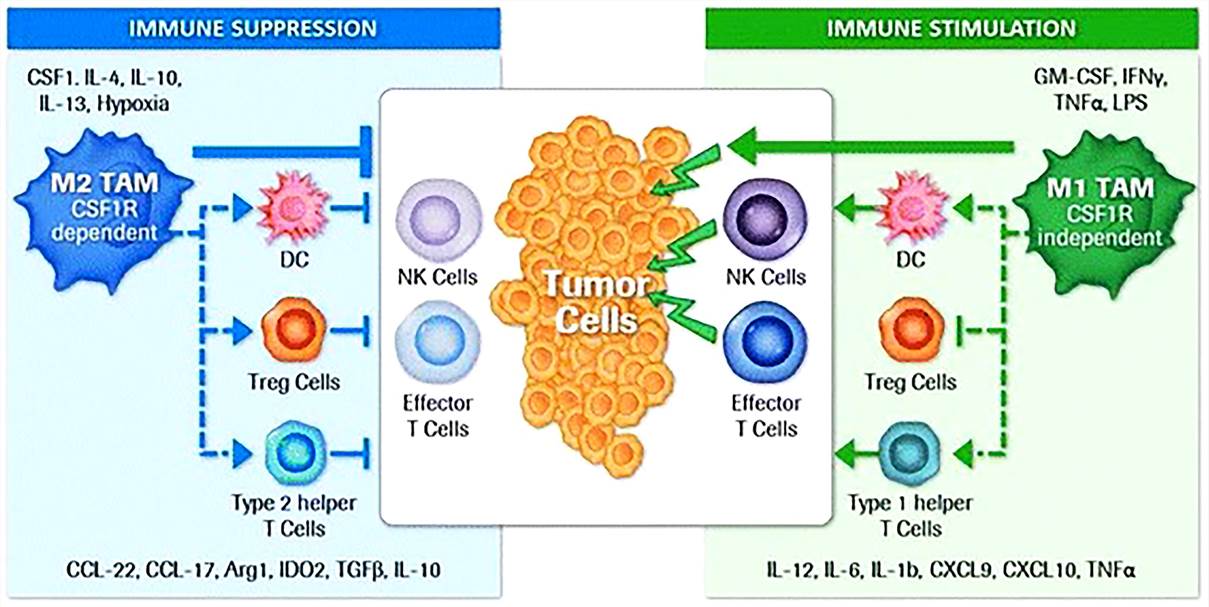 Regulation of immunity by tumor-associated macrophage subtypes. (Cannarile, 2017)