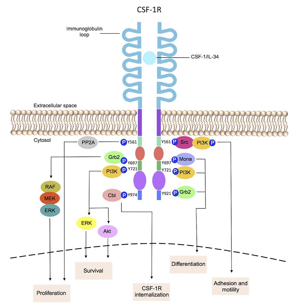 CSF-1R signaling in myeloid cells. (Daniela, 2016)