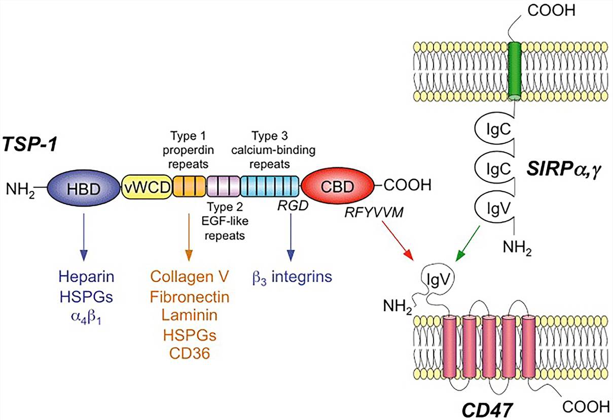 Schematic representation of CD47 and its endogenous ligands TSP-1 and SIRP. (Sick, 2012)
