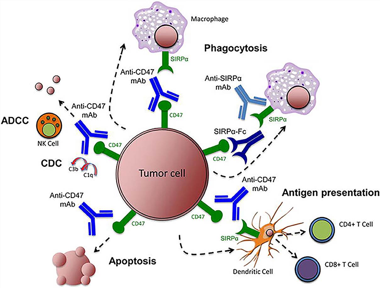 Targeting the CD47-SIRPα pathway in cancer. (Zhang, 2020)