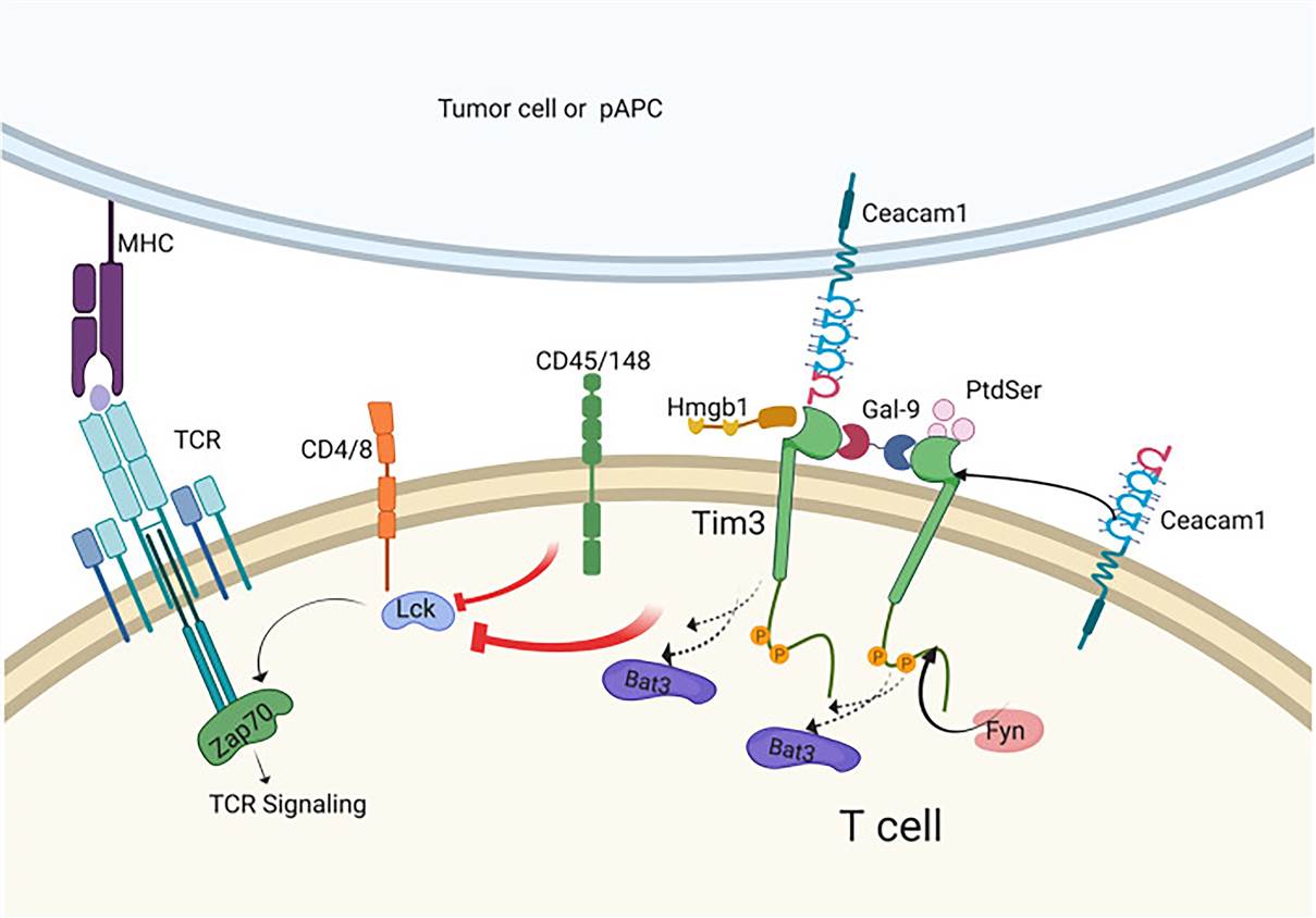 Tim-3 signaling in T cells. (Acharya, 2020)