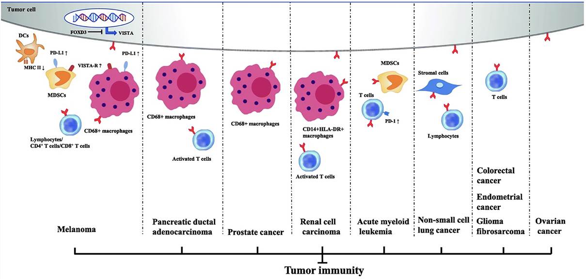Inhibitory immune checkpoint roles of VISTA in anti-cancer immunity. (Huang, 2020)