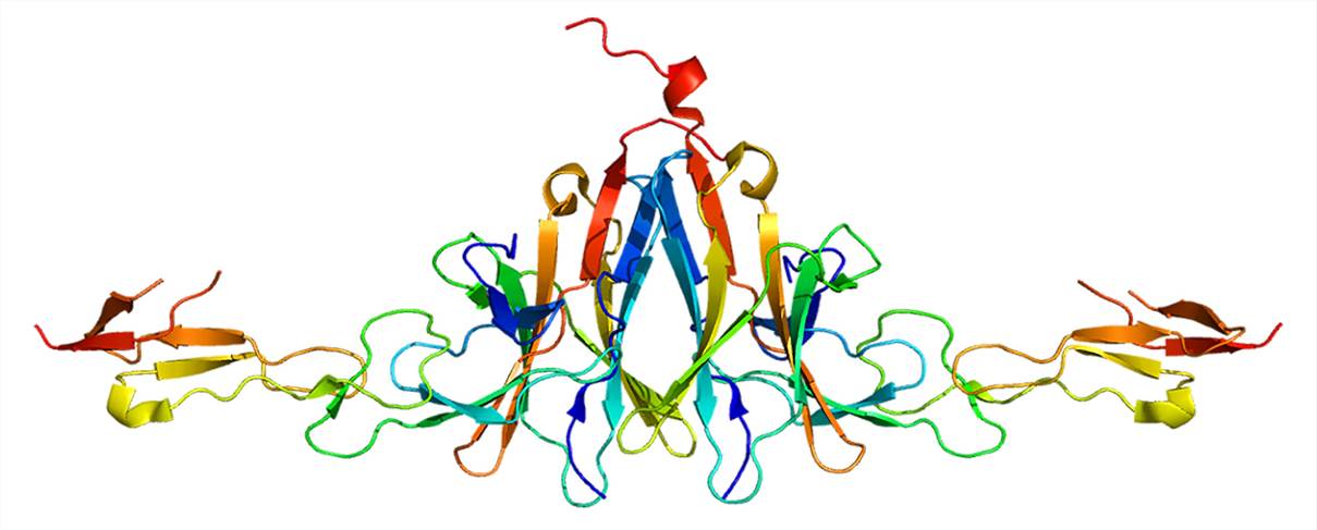 Structure of the BTLA protein.